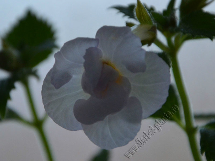 Achimenes Icy Volga; 2012
