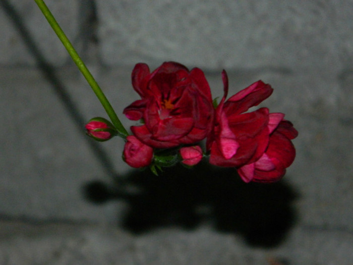 DSCN8476