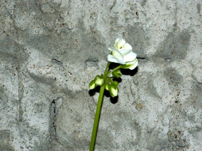 DSCN8477