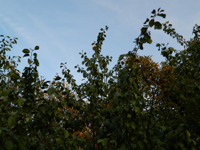 DSCN8496