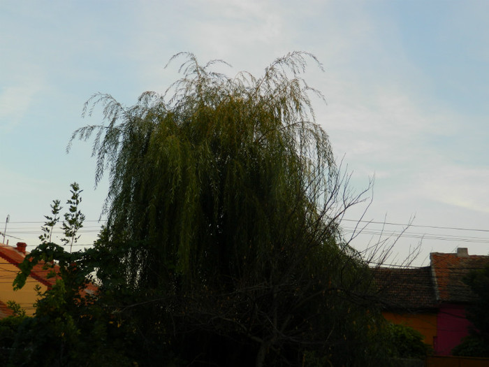 DSCN8515