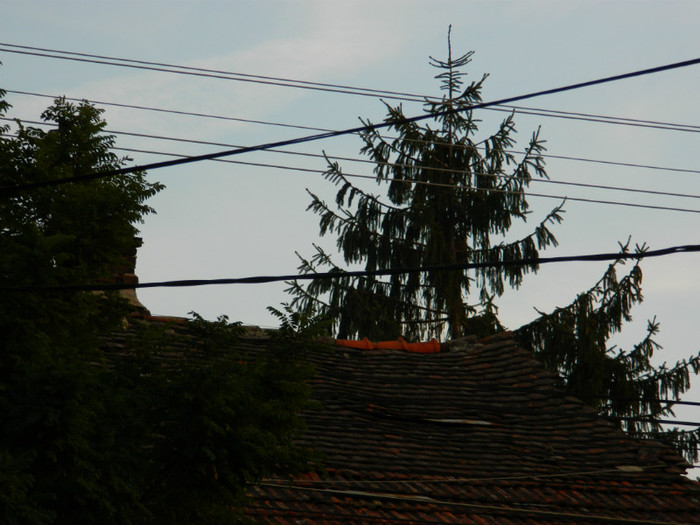 DSCN8528