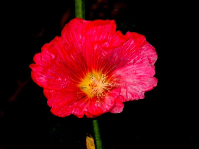 DSCN8530