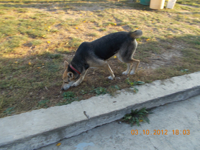 Picture 195 - Sheriff
