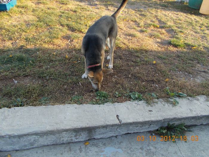 Picture 196 - Sheriff