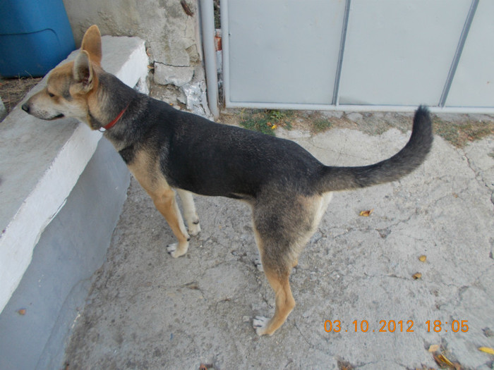 Picture 203 - Sheriff