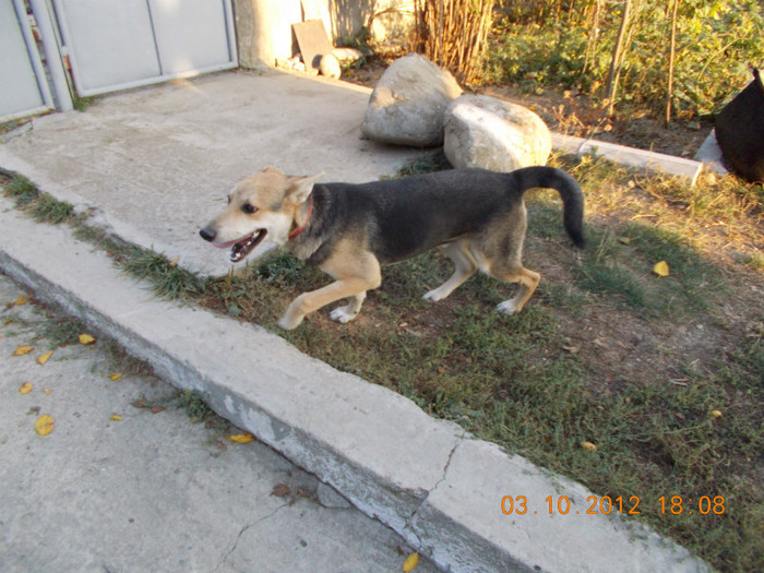 Picture 222 - Sheriff