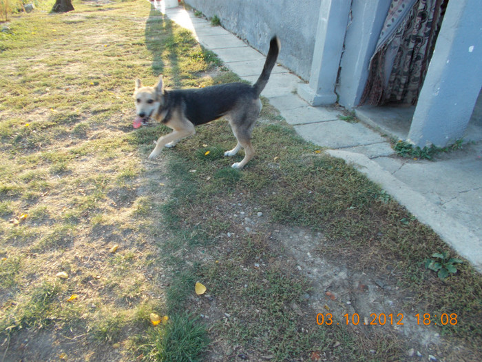 Picture 227 - Sheriff