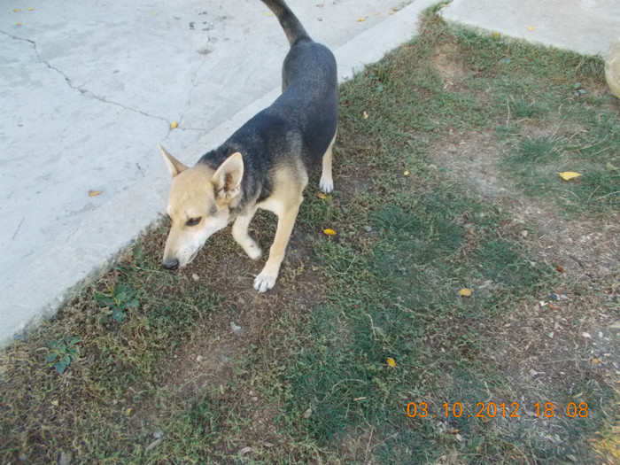 Picture 228 - Sheriff