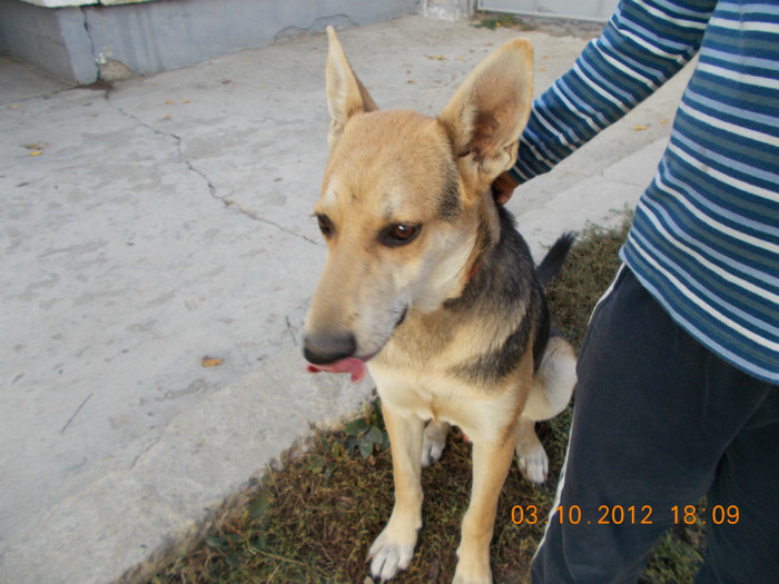 Picture 231 - Sheriff