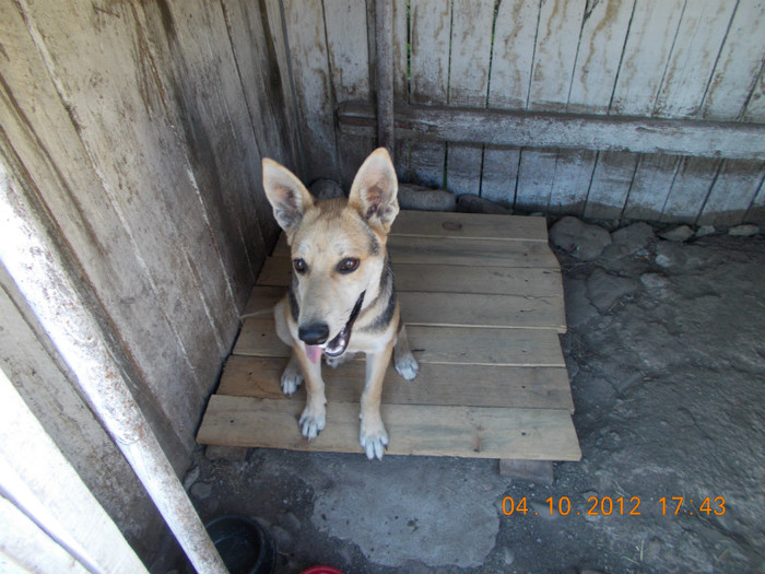 Picture 306 - Sheriff