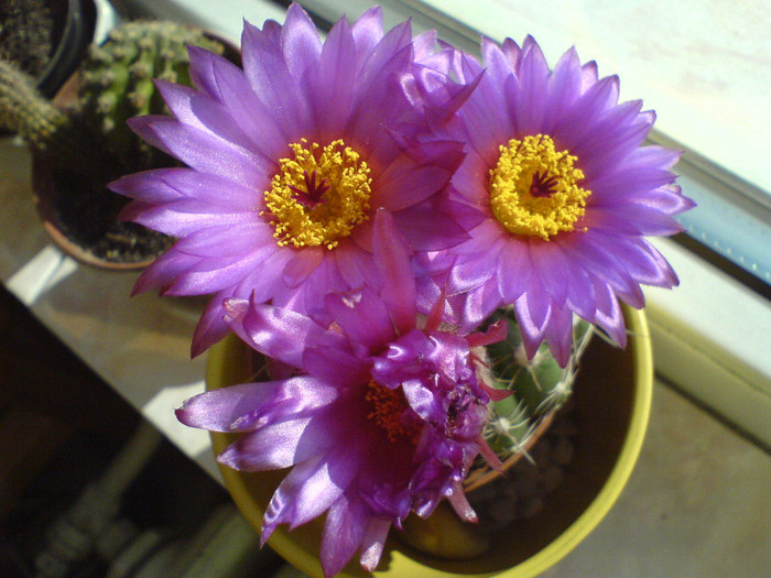 DSC01106 - cactusi