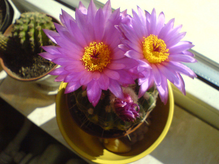 DSC01109 - cactusi