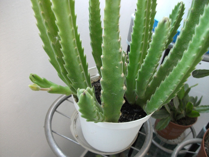 DSCF3414 - Cactusi si suculente