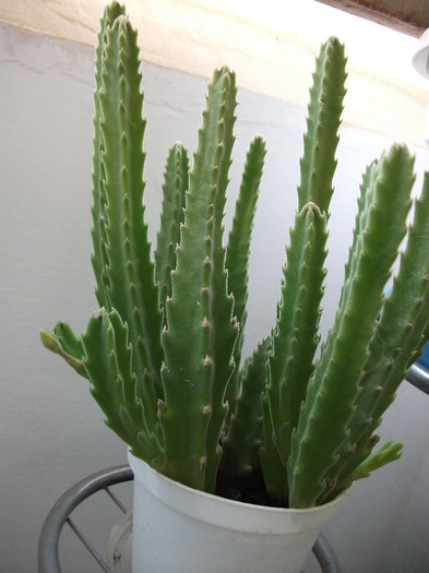 DSCF3415 - Cactusi si suculente