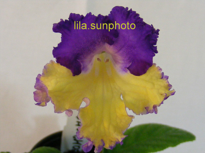 6 cm - streptocarpus GAUCHO