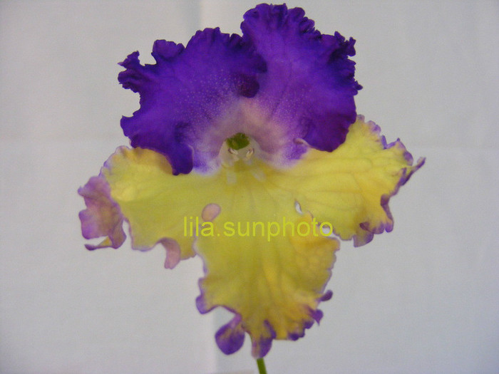  - streptocarpus GAUCHO