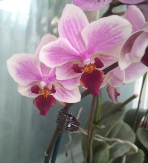 IMG096 - Phalaenopsis