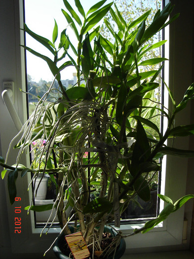 DSC07776 - Orhidee Dendrobium Nobile