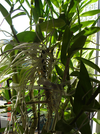 DSC07777 - Orhidee Dendrobium Nobile