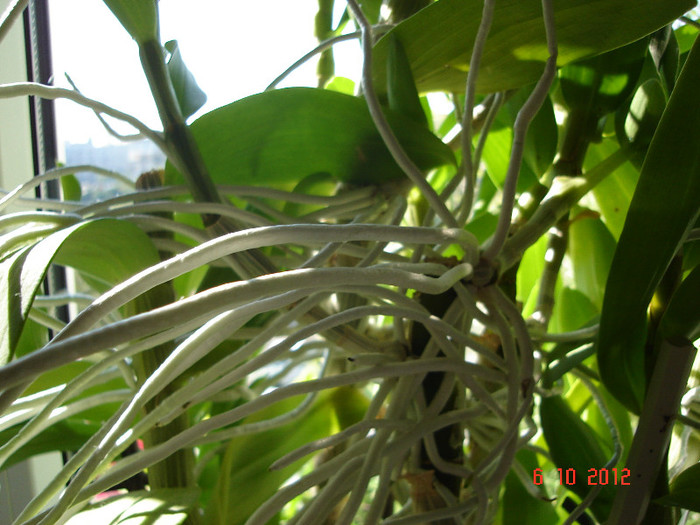 DSC07779 - Orhidee Dendrobium Nobile