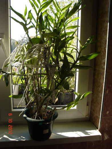 DSC07780 - Orhidee Dendrobium Nobile