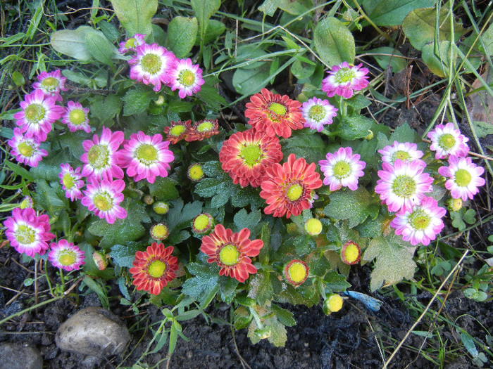 Chrysanthemum Picomini (2012, Sep.23) - CHRYSANTHEMUM Picomini