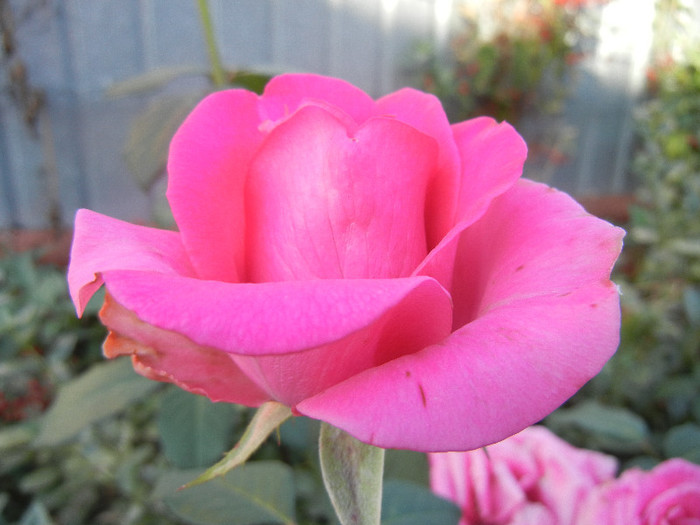 Rose Pink Peace (2012, September 28)