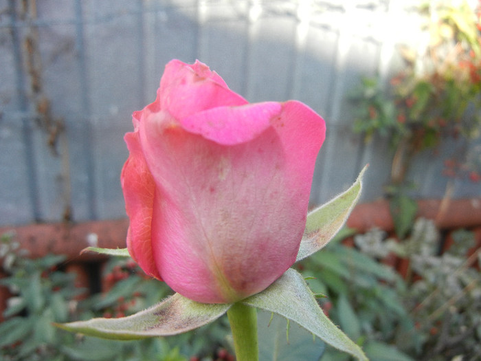 Rose Pink Peace (2012, September 28)