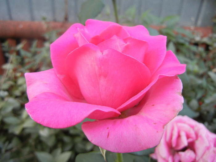 Rose Pink Peace (2012, September 29)