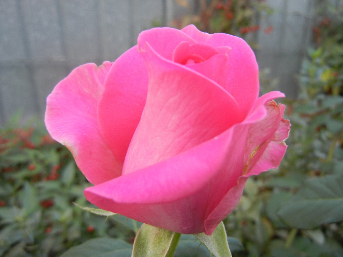 Rose Pink Peace (2012, September 29)