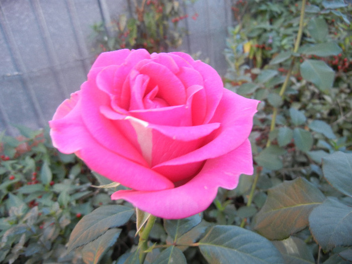 Rose Pink Peace (2012, October 01)
