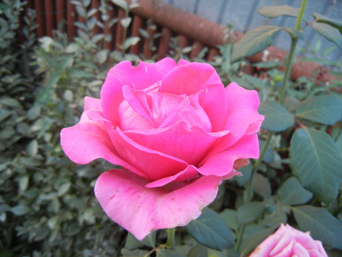 Rose Pink Peace (2012, October 01)