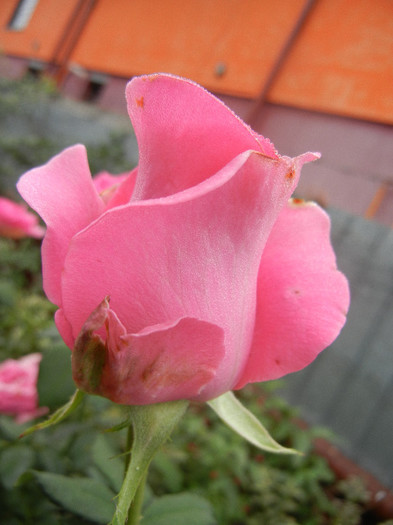 Rose Pink Peace (2012, October 03)