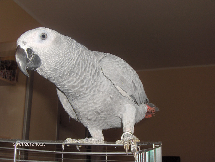 HPIM7363 - Papagali African Grey - JAKO