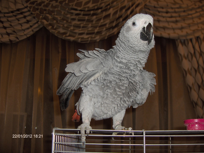 HPIM7306 - Papagali African Grey - JAKO