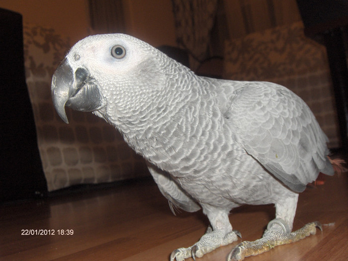 HPIM7331 - Papagali African Grey - JAKO