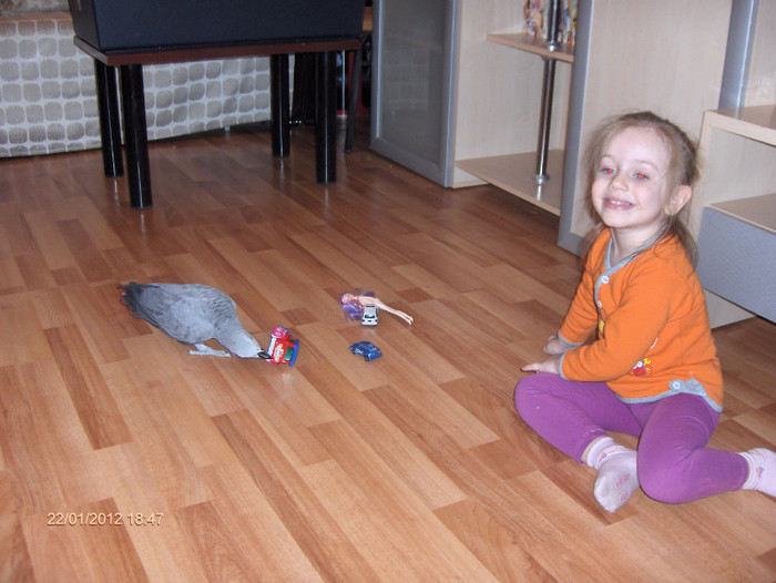 HPIM7337 - Papagali African Grey - JAKO