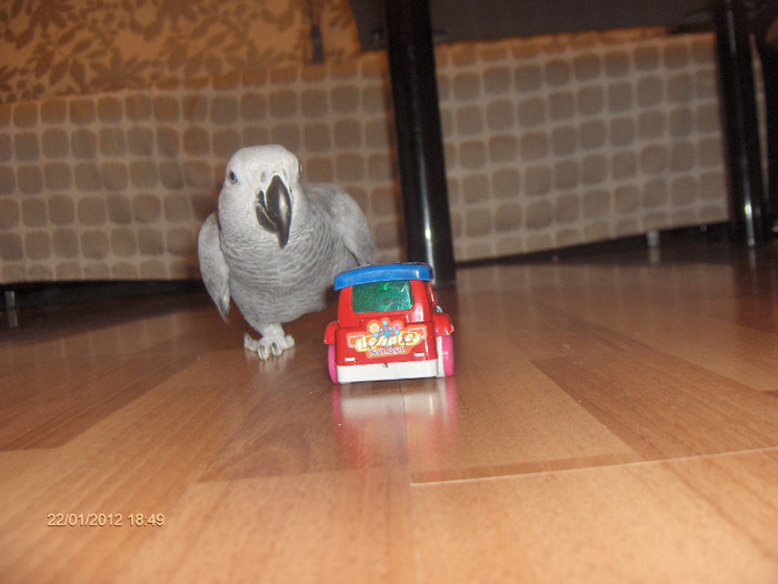 HPIM7339 - Papagali African Grey - JAKO