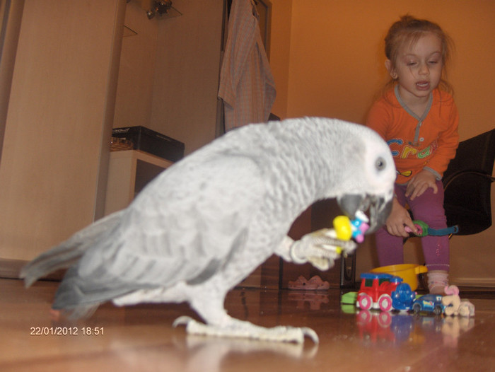 HPIM7346 - Papagali African Grey - JAKO