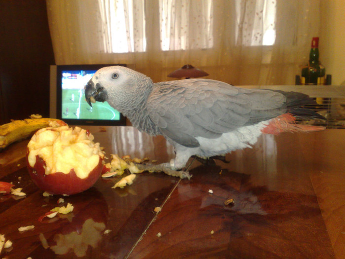 010420121426 - Papagali African Grey - JAKO