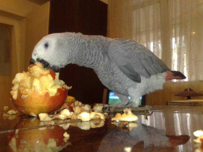 010420121435 - Papagali African Grey - JAKO