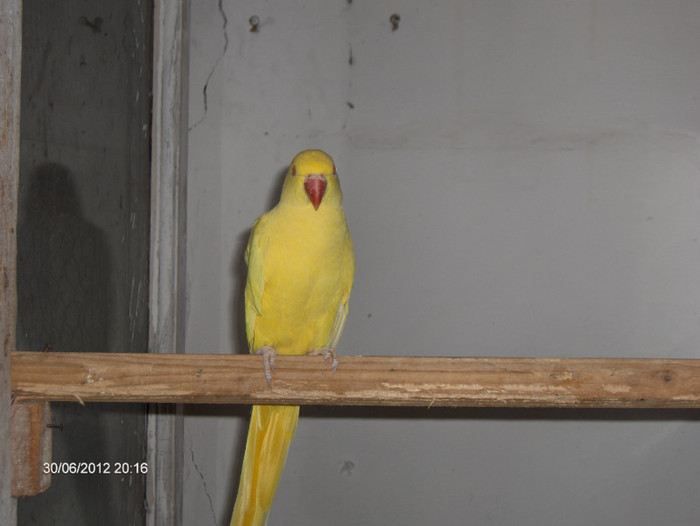 Papagali Micul Alexander Galben'.