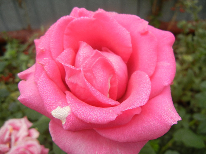 Rose Pink Peace (2012, October 03)