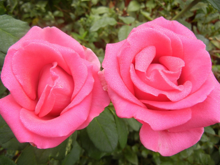 Rose Pink Peace (2012, October 03)