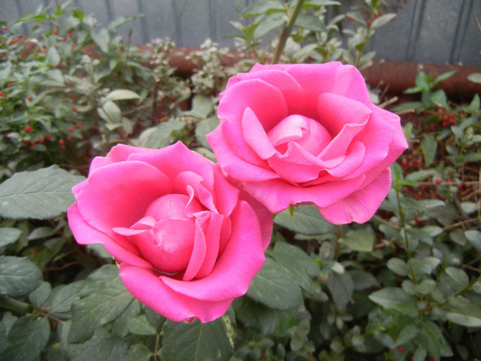 Rose Pink Peace (2012, October 04)