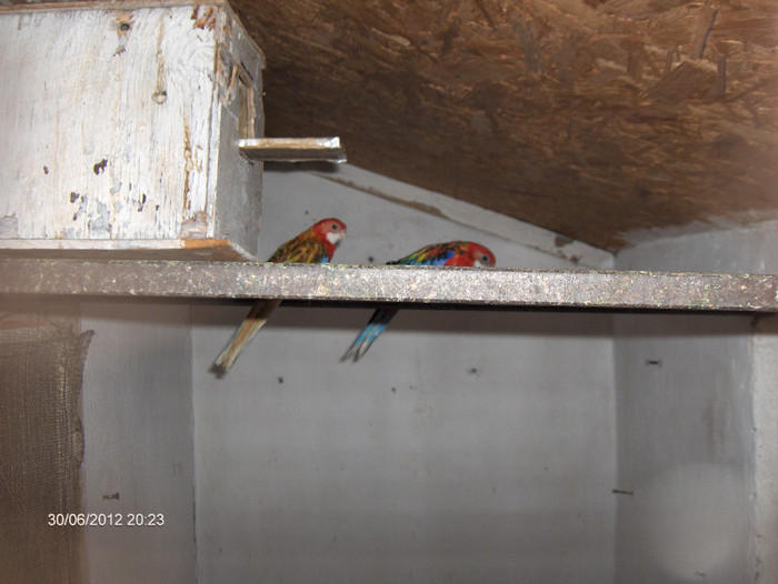 Papagali Rosella'