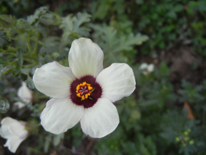 Hibiscus trionum (2012, Oct.02) - Hibiscus trionum