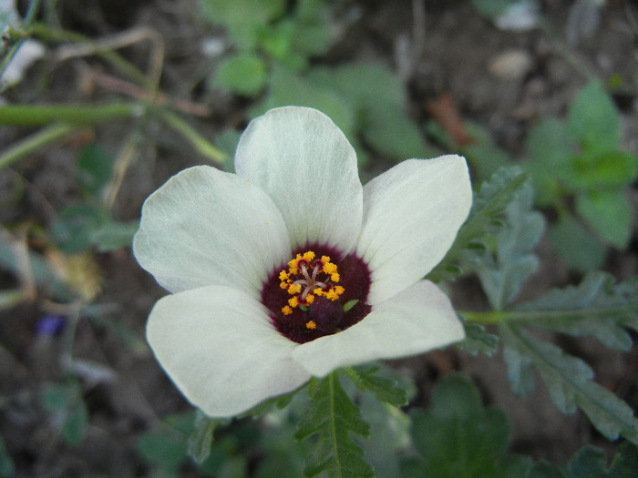 Hibiscus trionum (2012, Oct.02) - Hibiscus trionum