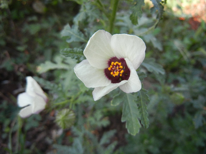 Hibiscus trionum (2012, Oct.02) - Hibiscus trionum